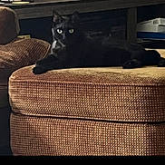 Pepper is registered to the contest to win money with this photo: animal, black_cat, brown, cat, cozy, cute, domestic_animal, eyes, feline, furniture, green_eyes, home, indoor, living_room, ottoman, pet, relaxed, resting, soft_lighting, texture