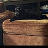 animal, black_cat, brown, cat, cozy, cute, domestic_animal, eyes, feline, furniture, green_eyes, home, indoor, living_room, ottoman, pet, relaxed, resting, soft_lighting, texture