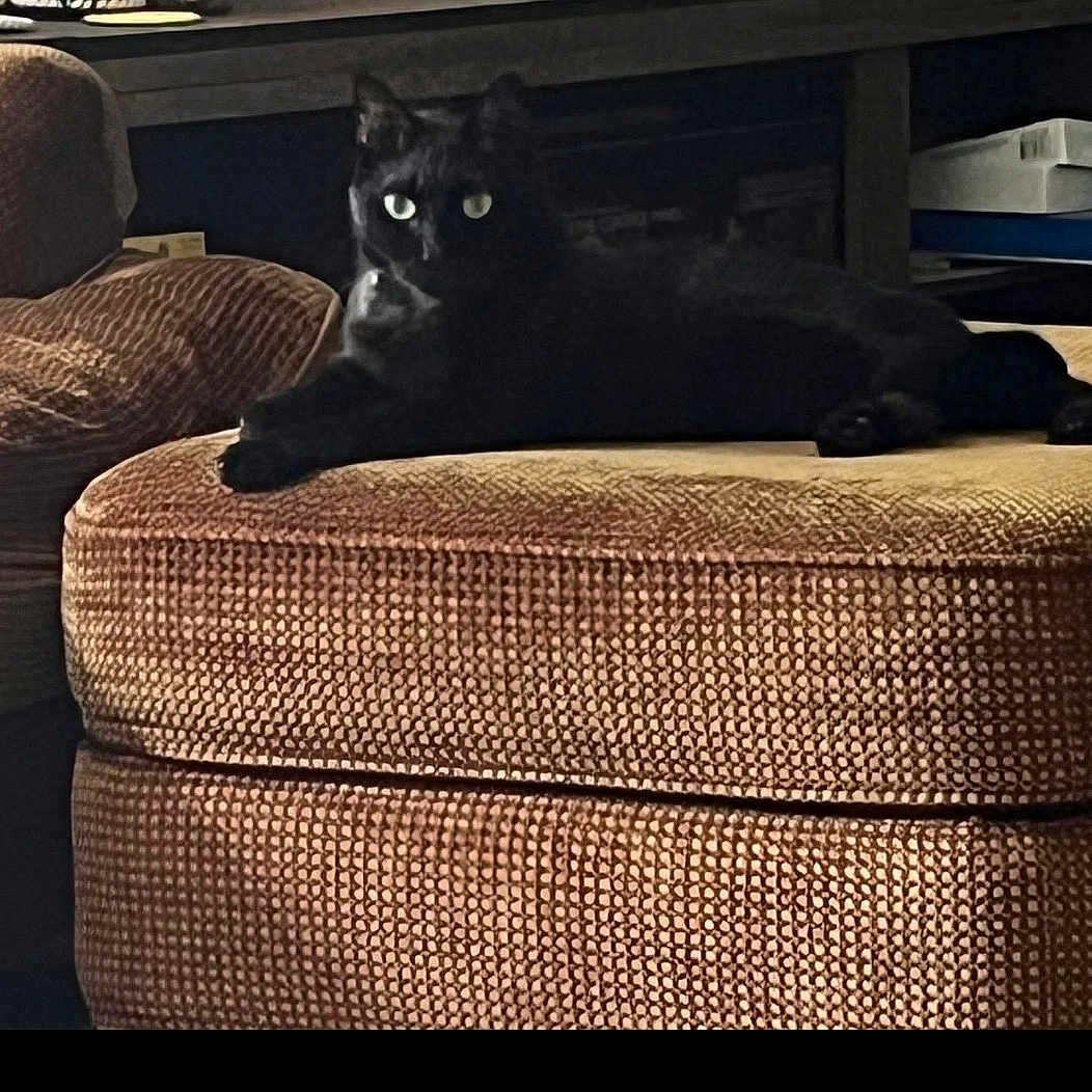 Pepper