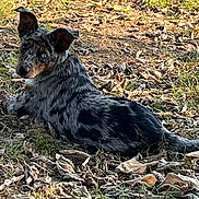 Rosie joined the competition — help win amazing prizes! dog, puppy, black_and_tan, short_hair, floppy_ears, pointed_ears, blue_eyes, face, portrait, lying_down, outdoor, grass, fallen_leaves, autumn, nature, park, animal, pet, alert, side_eye