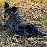dog, puppy, black_and_tan, short_hair, floppy_ears, pointed_ears, blue_eyes, face, portrait, lying_down, outdoor, grass, fallen_leaves, autumn, nature, park, animal, pet, alert, side_eye