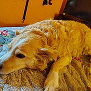 Cuddles joined the competition — help win amazing prizes! dog, golden_retriever, pet, bed, quilt, indoor, resting, animal, fur, canine, cozy, relaxed, mammal, bedroom, television, furniture, yellow, orange, blanket, lying_down
