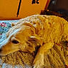 dog, golden_retriever, pet, bed, quilt, indoor, resting, animal, fur, canine, cozy, relaxed, mammal, bedroom, television, furniture, yellow, orange, blanket, lying_down