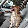 Cuddles joined the competition — help win amazing prizes! dog, car, leather_seat, seatbelt, window, tree, vehicle_interior, happy_dog, tongue_out, pet, canine, seat, dog_collar, daylight, parked_car, reflection, dog_sitting, fur, muzzle, side_view