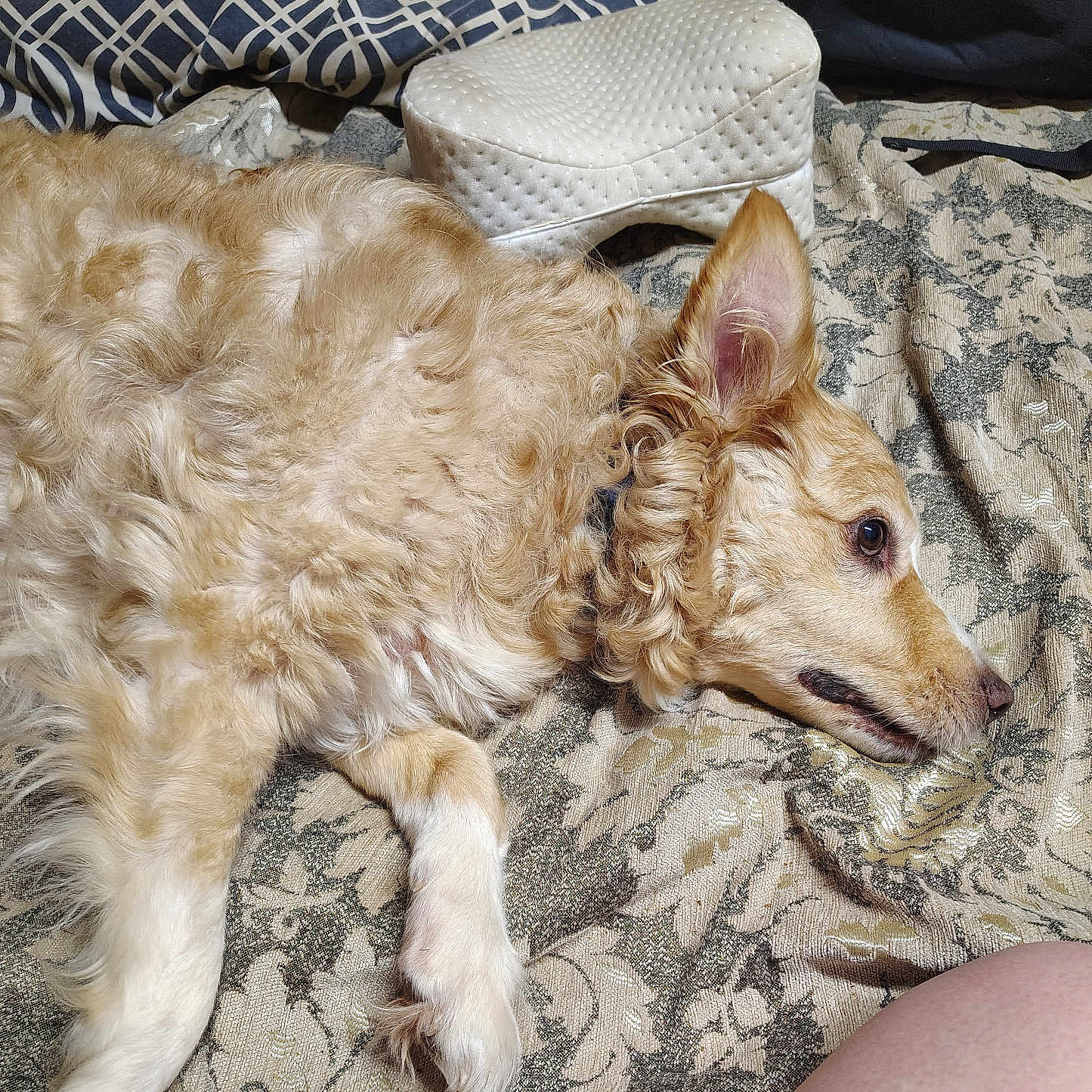 Cuddles