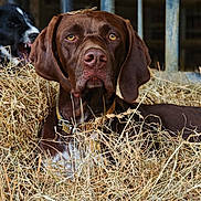 Tesla a rejoint le concours — aidez-le/la à gagner de superbes lots ! dog, brown_dog, black_and_white_dog, hay, farm, animal, pet, canine, portrait, closeup, outdoor, barn, fence, collar, ears, eyes, snout, resting, background, nature