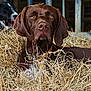 dog, brown_dog, black_and_white_dog, hay, farm, animal, pet, canine, portrait, closeup, outdoor, barn, fence, collar, ears, eyes, snout, resting, background, nature
