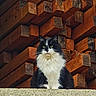 animal, black_and_white, cat, close_up, construction_material, feline, fluffy, fur, green_eyes, lumber, nature, outdoor, pet, portrait, quiet, sitting, stacked_wood, texture, wall, wood