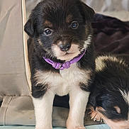 Biscuit a rejoint le concours — aidez-le/la à gagner de superbes lots ! puppy, dog, pet, animal, cute, collar, sleeping, black, white, fur, indoors, closeup, young, adorable, resting, companion, paw, face, curious, soft