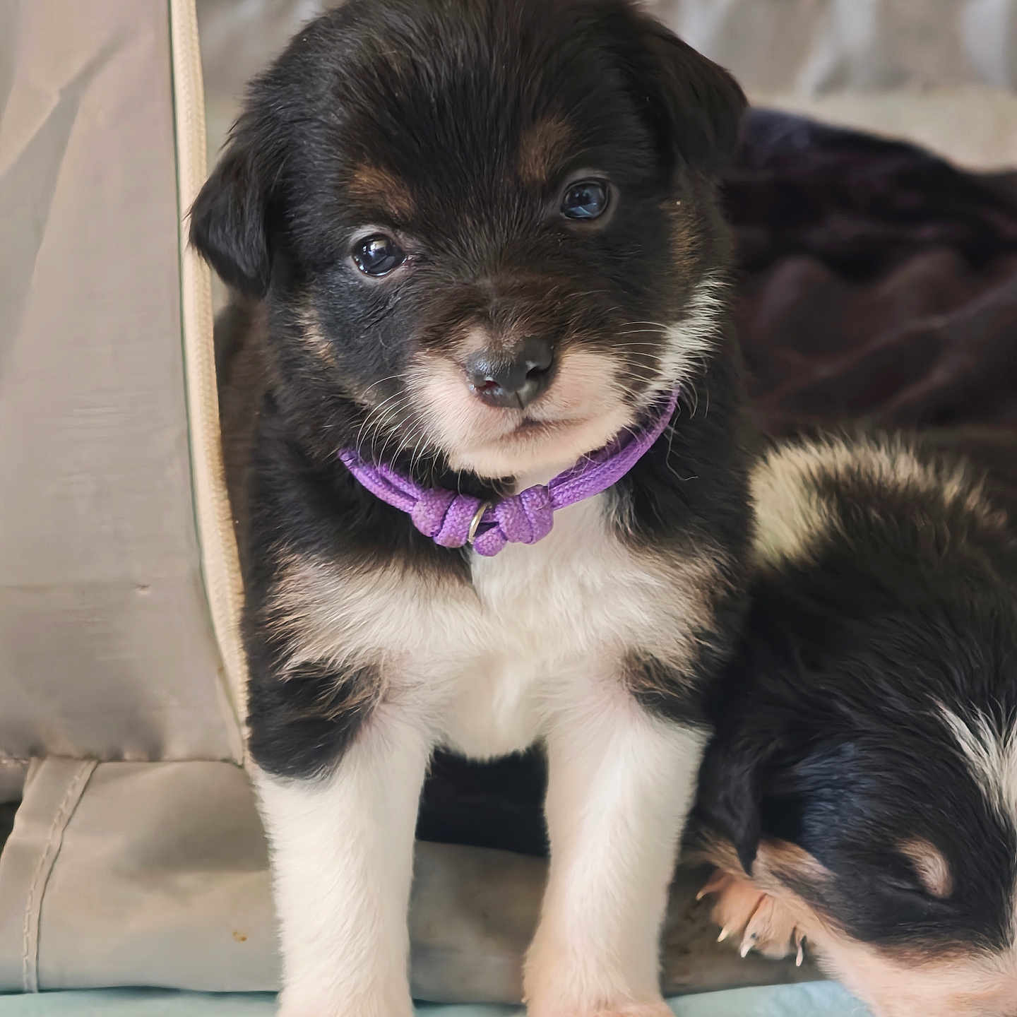 Biscuit a rejoint le concours — aidez-le/la à gagner de superbes lots ! puppy, dog, pet, animal, cute, collar, sleeping, black, white, fur, indoors, closeup, young, adorable, resting, companion, paw, face, curious, soft