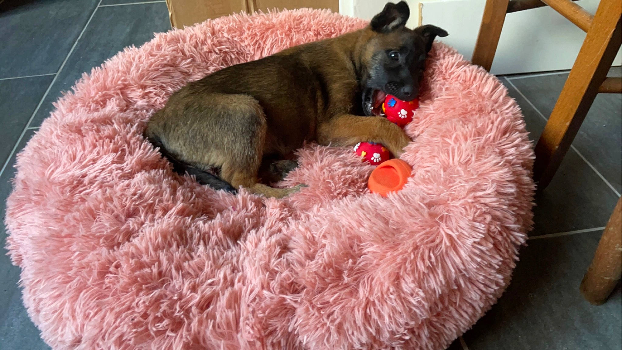 Näla participe au concours pour gagner de l'argent avec cette photo : comfort, companion_dog, dog, dog_bed, dog_breed, dog_supply, fawn, felidae, fur, liver, mammal, pet_supply, snout, sporting_group, stuffed_toy, tail, terrestrial_animal, toy, vertebrate, working_animal