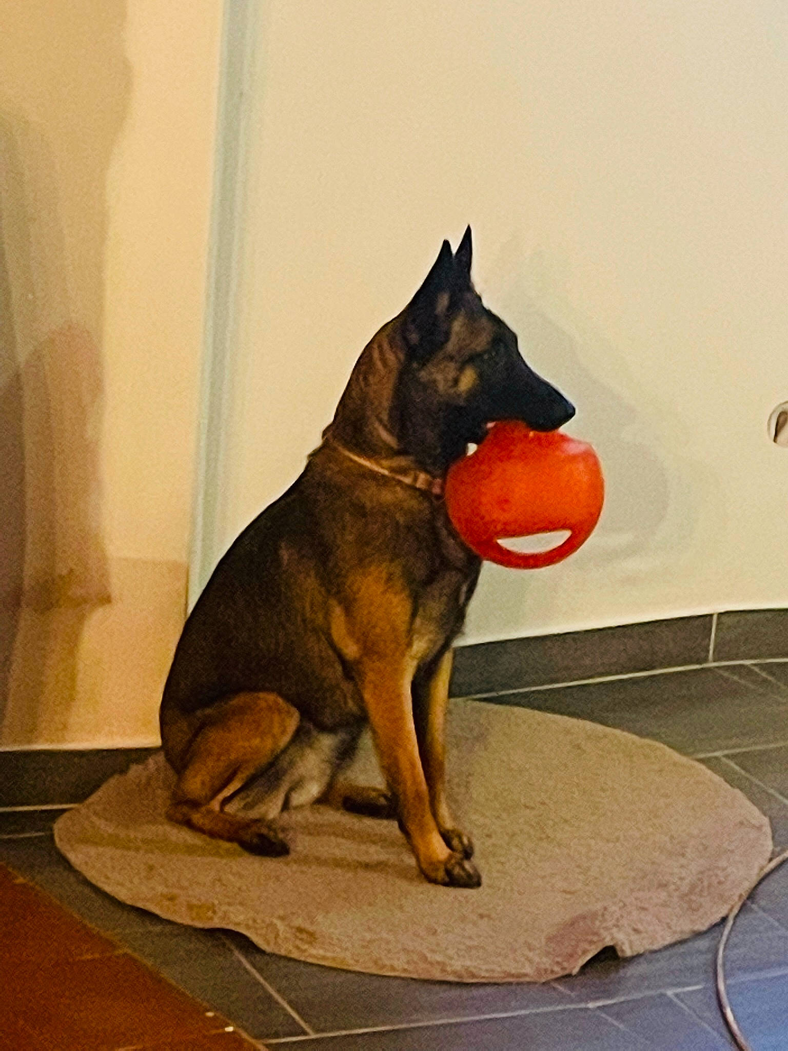 Näla a rejoint le concours — aidez-le/la à gagner de superbes lots ! art, canidae, carnivore, collar, companion_dog, dog, dog_breed, dog_supply, door, giant_dog_breed, guard_dog, snout, sporting_group, sports_toy, tail, toy, visual_arts, window, working_animal, working_dog