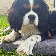 Deséternelscharmeur participe au concours pour gagner de l'argent avec cette photo : dog, cavalier_king_charles_spaniel, pet, animal, outdoor, grass, sunlight, cushion, close_up, fur, paw, black_fur, white_fur, brown_fur, snout, ears, relaxing, nature, portrait, canine