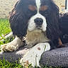 dog, cavalier_king_charles_spaniel, pet, animal, outdoor, grass, sunlight, cushion, close_up, fur, paw, black_fur, white_fur, brown_fur, snout, ears, relaxing, nature, portrait, canine