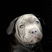 Balou participe au concours pour gagner de l'argent avec cette photo : puppy, dog, gray_fur, close_up, portrait, animal, pet, cute, young, expression, looking_up, soft_light, wrinkles, nose, ears, whiskers, dark_background, indoor, adorable, companion