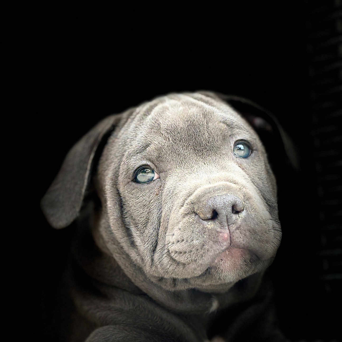 Balou
