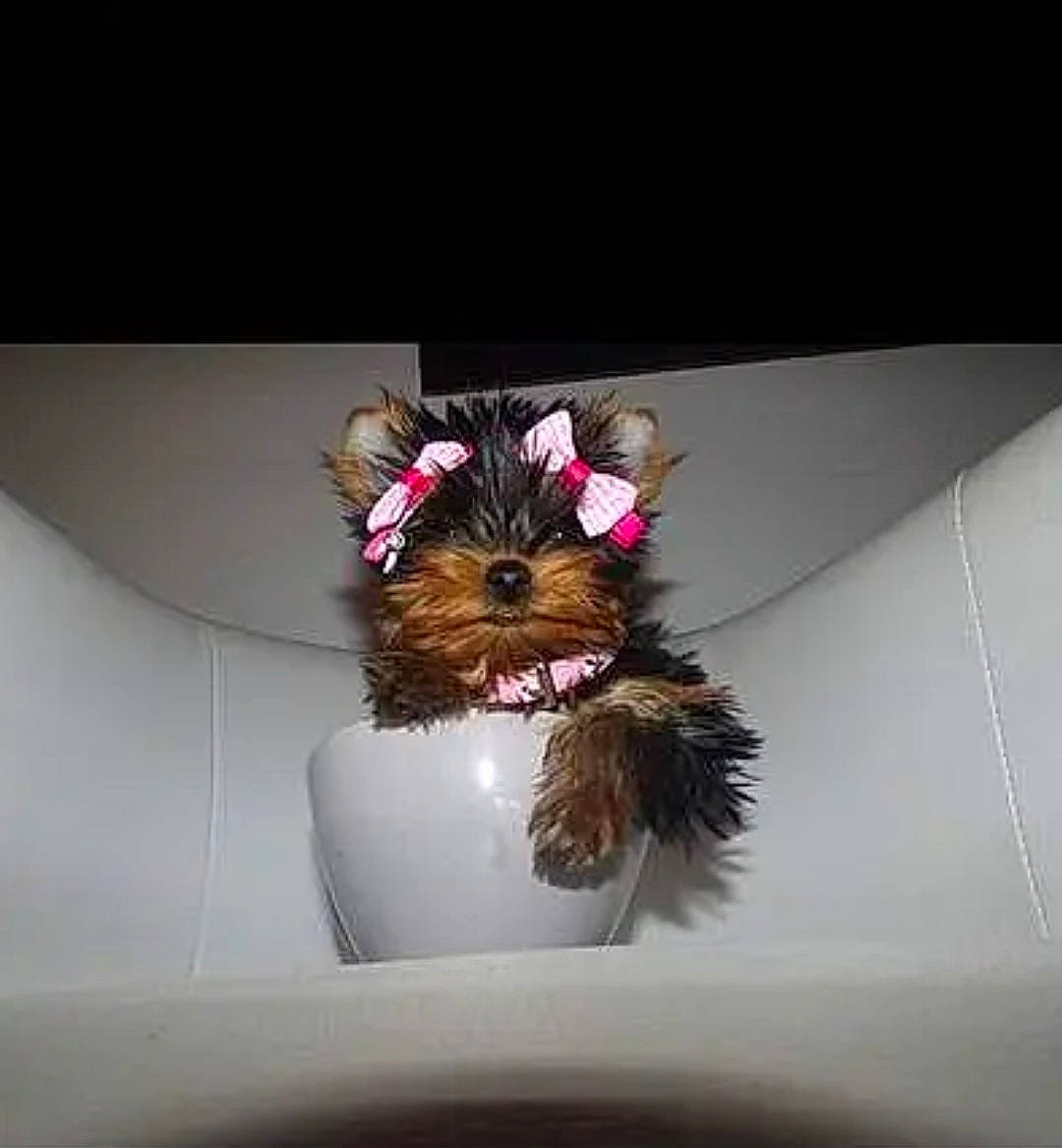 Layla participe au concours pour gagner de l'argent avec cette photo : artificial_flower, automotive_design, bouquet, ceiling, couch, cut_flowers, fashion_accessory, feather, floral_design, flower, flower_arranging, jewellery, luxury_vehicle, petal, room, stuffed_toy, tints_and_shades, toy, vase, wing