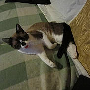 Vanille participe au concours pour gagner de l'argent avec cette photo :