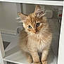Panko is registered to the contest to win money with this photo: animal, cat, curious, cute, domestic_cat, feline, fluffy, fur, furniture, household, indoor, kitten, orange_cat, pet, portrait, shelf, sitting, small, whiskers, young