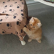 Panko joined the competition — help win amazing prizes! kitten, cat, orange_cat, fluffy, blanket, paw_prints, stool, chair, carpet, indoor, pet, cute, small, playful, furniture, animal, curious, soft, domestic, young