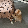 kitten, cat, orange_cat, fluffy, blanket, paw_prints, stool, chair, carpet, indoor, pet, cute, small, playful, furniture, animal, curious, soft, domestic, young