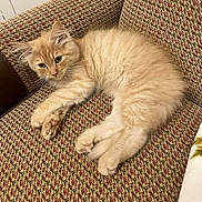 Panko joined the competition — help win amazing prizes! animal, cat, chair, cozy, cream_color, cute, domestic, ears, feline, fluffy, fur, indoor, kitten, patterned_fabric, paws, pet, relaxed, resting, whiskers, young