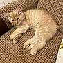 animal, cat, chair, cozy, cream_color, cute, domestic, ears, feline, fluffy, fur, indoor, kitten, patterned_fabric, paws, pet, relaxed, resting, whiskers, young