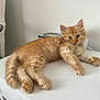 Panko joined the competition — help win amazing prizes! kitten, cat, orange_tabby, fur, cute, pet, animal, indoor, table, white, relaxed, young, feline, paw, ears, whiskers, curious, home, resting, domestic