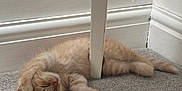 Panko is registered to the contest to win money with this photo: kitten, cat, sleeping, orange_cat, carpet, floor, furniture, paw, cozy, cute, pet, indoor, resting, corner, white, trim, adorable, fur, small, peaceful