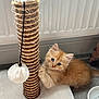 Panko joined the competition — help win amazing prizes! kitten, orange_cat, scratching_post, toy, pom_pom, indoor, carpet, water_bowl, curious, pet, feline, cute, playful, fur, small_animal, domestic_cat, floor, wall, radiator, cozy