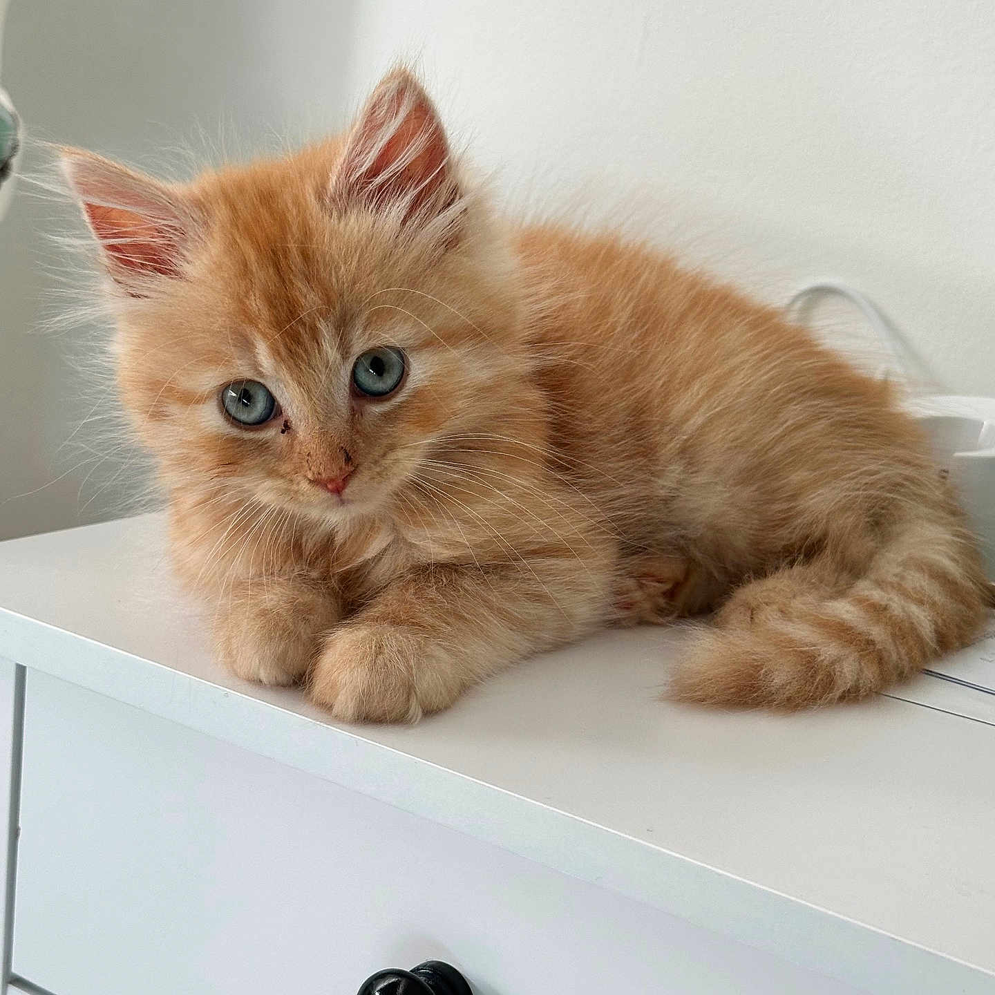 Panko