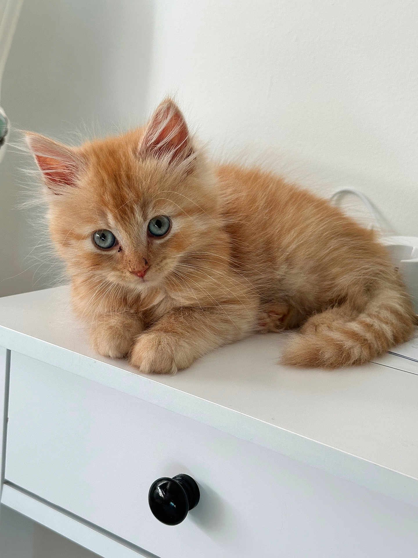 Panko
