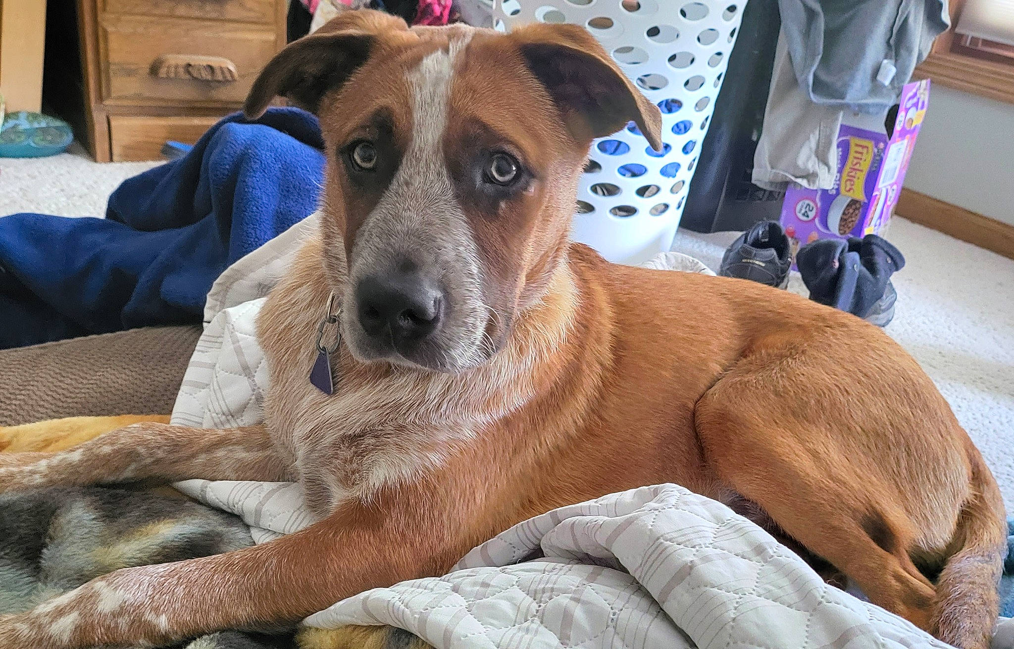 Jax is registered to the contest to win money with this photo: canidae, carnivore, collar, comfort, companion_dog, dog, dog_breed, dog_supply, eye, fawn, fur, guard_dog, pet_supply, smile, snout, sporting_group, whiskers, working_animal, working_dog