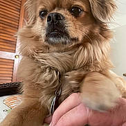 Chubbs joined the competition — help win amazing prizes! animal, brown_dog, close_up, collar, companion, cute, dog, domestic_animal, fluffy, friendship, fur, hand, human, indoor, interaction, paw, pet, resting, table, trust