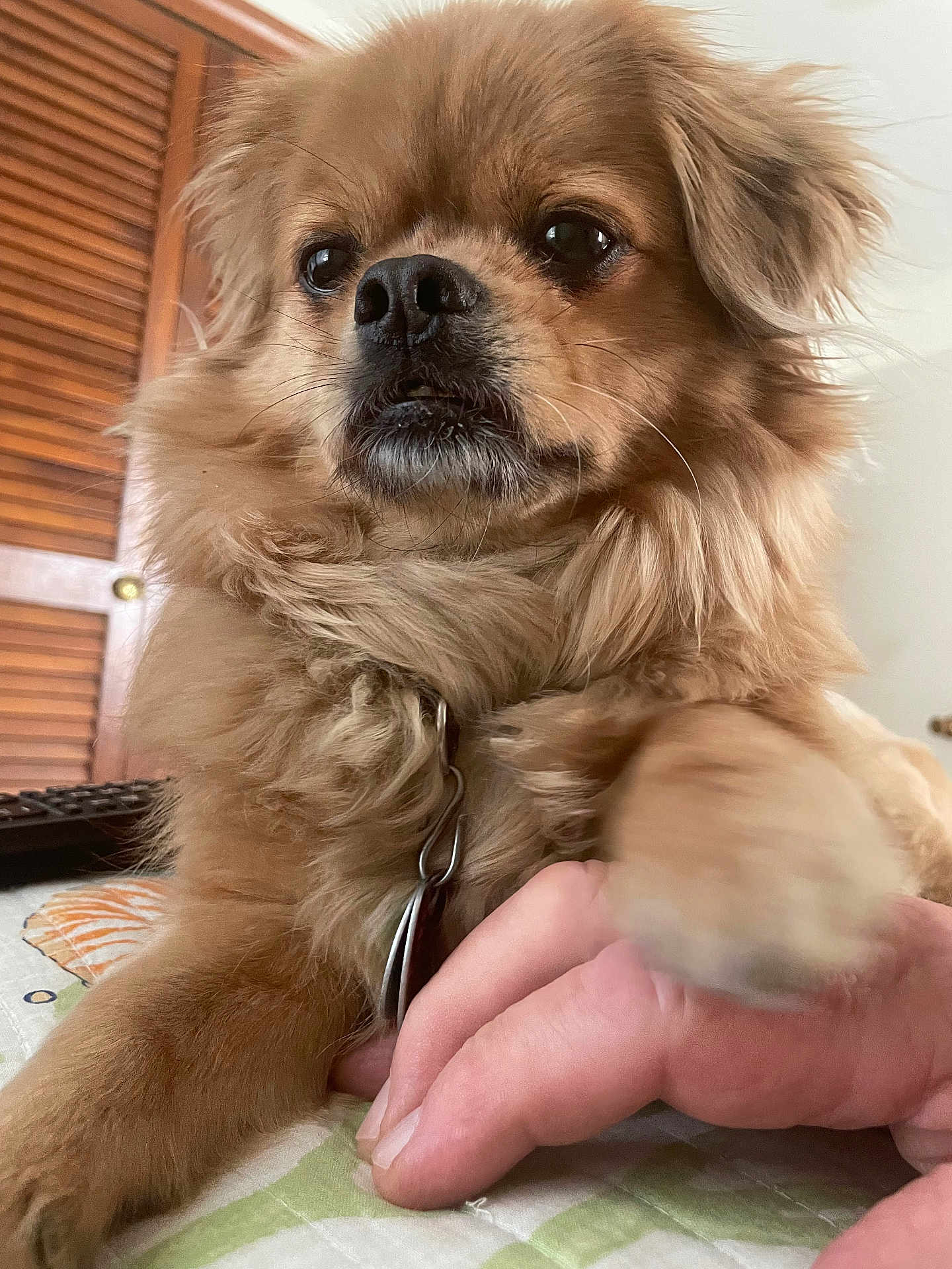 Chubbs joined the competition — help win amazing prizes! animal, brown_dog, close_up, collar, companion, cute, dog, domestic_animal, fluffy, friendship, fur, hand, human, indoor, interaction, paw, pet, resting, table, trust