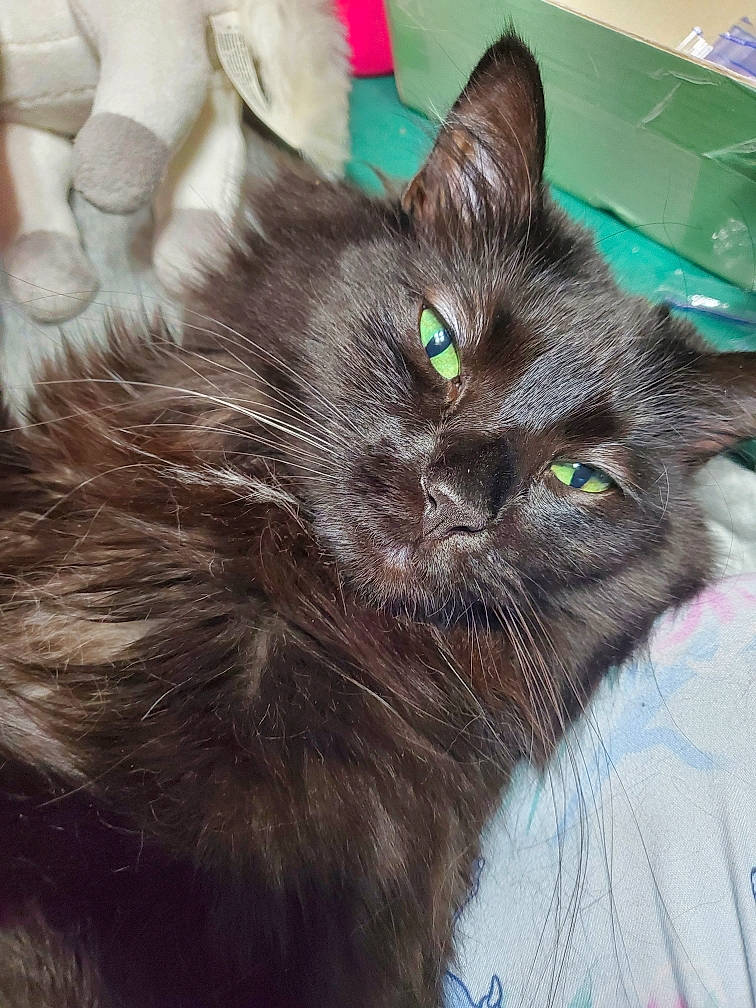 Alice joined the competition — help win amazing prizes! black_cat, carnivore, cat, claw, comfort, domestic_short_haired_cat, felidae, fur, paw, small_to_medium_sized_cats, snout, tail, terrestrial_animal, whiskers