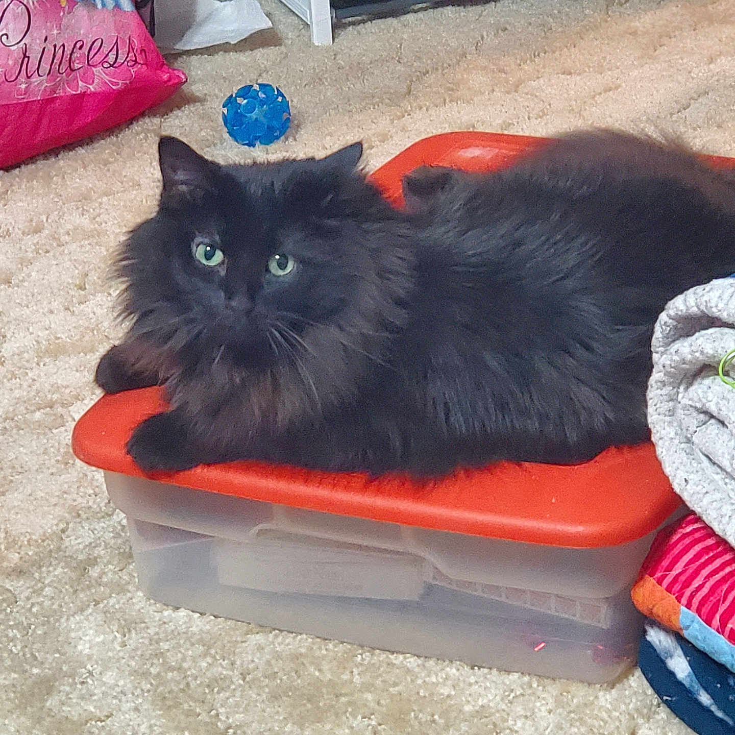 Alice joined the competition — help win amazing prizes! alloywheel, animal, blackcat, car, carwheel, cat, clothing, couch, footwear, furniture, kitten, machine, manx, pet, runningshoe, shoe, sneaker, spoke, tire, transportation