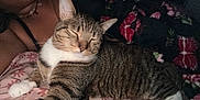 Butterball is registered to the contest to win money with this photo: bed, blanket, cat, close_up, cozy, domestic_life, floral_pattern, fur, indoor, necklace, nighttime, paws, person, pet, portrait, relaxation, sleeping_cat, stripes, tabby_cat, whiskers