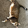 Butterball joined the competition — help win amazing prizes! belly, carpet, cat, domestic_cat, ears, fur, green_eyes, indoor, looking_at_camera, lying_down, mammal, paws, pet, playful, portrait, relaxed, stripes, tabby_cat, tail, whiskers