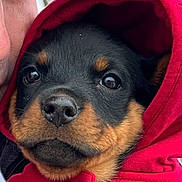 Jill is registered to the contest to win money with this photo: animal, black_and_brown, close_up, cute, dog, face, fur, hoodie, human_face, outdoor, person, pet, portrait, puppy, red_clothing, rottweiler, snuggled, soft, warm_clothing, young_dog
