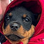 animal, black_and_brown, close_up, cute, dog, face, fur, hoodie, human_face, outdoor, person, pet, portrait, puppy, red_clothing, rottweiler, snuggled, soft, warm_clothing, young_dog