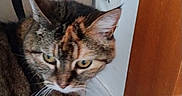 Samba participe au concours pour gagner de l'argent avec cette photo : animal, cat, close_up, curious, cushion, domestic, electrical_outlet, feline, floor, fur, household, indoor, looking_away, pet, side_view, tabby, whiskers, white_wall, wooden_door, yellow_eyes