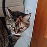 cat, tabby, curious, yellow_eyes, indoor, wooden_door, cushion, white_wall, electrical_outlet, pet, animal, feline, close_up, fur, whiskers, floor, domestic, side_view, household, looking_away