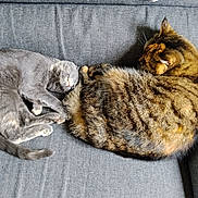 Samba a rejoint le concours — aidez-le/la à gagner de superbes lots ! cat, sleeping, couch, gray_couch, tabby_cat, gray_cat, pet, feline, fur, resting, indoor, cozy, cute, animal, companion, relaxed, tail, napping, soft, peaceful