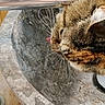 Samba participe au concours pour gagner de l'argent avec cette photo : animal, cat, close_up, domestic_animal, drinking, face, faucet, fur, head, indoor, mammal, pet, side_view, stone_basin, tabby_cat, texture, tongue, water, whiskers, wooden_floor
