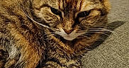 Samba participe au concours pour gagner de l'argent avec cette photo : cat, tabby, feline, pet, animal, fur, whiskers, ears, couch, gray, texture, relaxed, indoor, closeup, sleepy, paw, domestic, resting, cute, companion