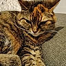 cat, tabby, feline, pet, animal, fur, whiskers, ears, couch, gray, texture, relaxed, indoor, closeup, sleepy, paw, domestic, resting, cute, companion