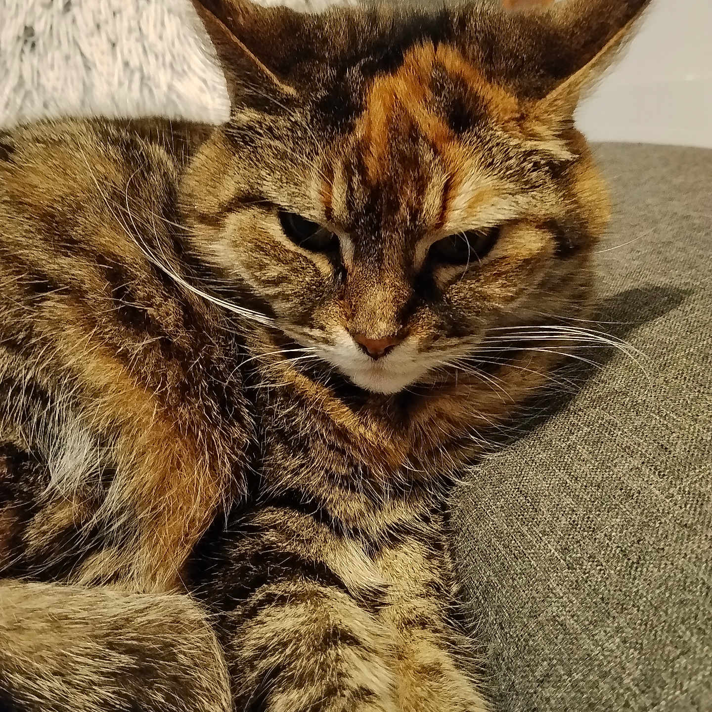 Samba