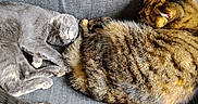 Isis participe au concours pour gagner de l'argent avec cette photo : animal, cat, companion, couch, cozy, domestic_cat, feline, fur, gray_cat, gray_couch, indoor, nap, pet, relaxed, resting, sleeping, tabby_cat, tail, two_cats, whiskers
