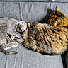 Isis participe au concours pour gagner de l'argent avec cette photo : cat, sleeping, couch, gray_couch, tabby_cat, gray_cat, feline, pet, nap, fur, whiskers, tail, indoor, cozy, relaxed, animal, two_cats, resting, domestic_cat, companion